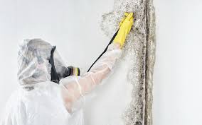 Professional Mold Remediation in Mountainside, NJ